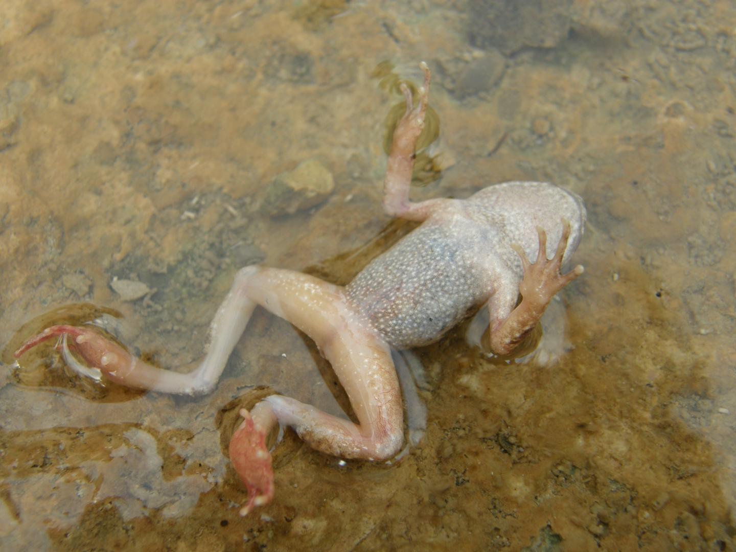 Mallorcan Midwife Toad (3 of 3)