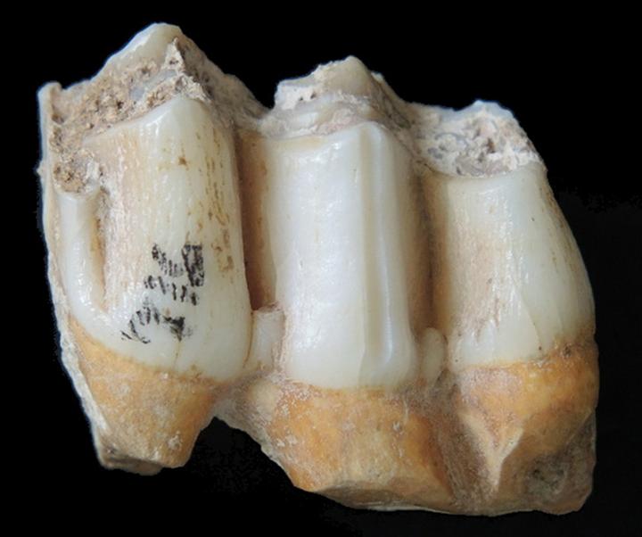 Fossil Teeth