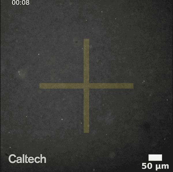 Asters Illustrate Fluid Flows