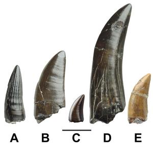 Dinosaur teeth