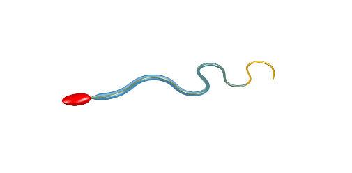 Sperm Structure (1 of 2)