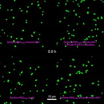Quorum Sensing in Staph Bacteria