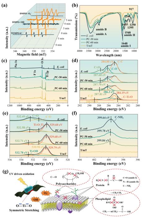 Photocatalytic Reaction and Interface Oxidation Behavior.