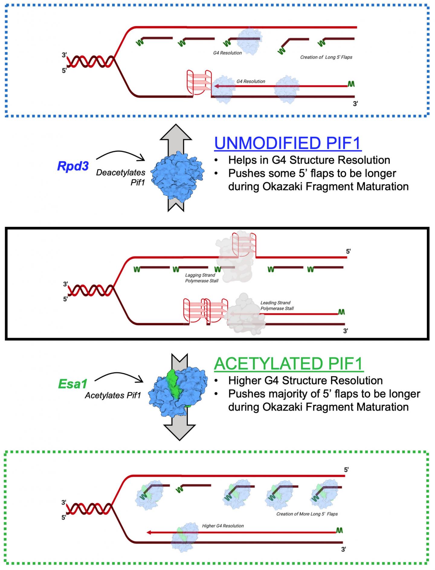 Acetylation of Nuclear Pif1 Helicase