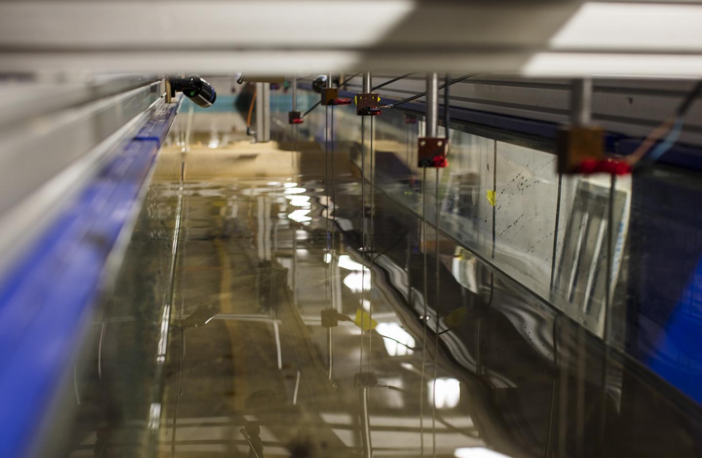 Recreating islands in the lab