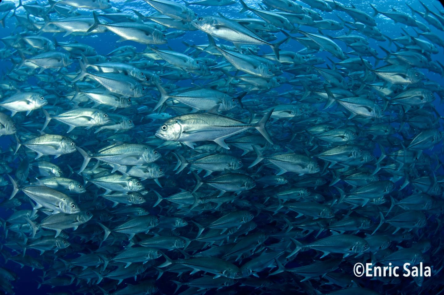 Leaving more big fish in the sea reduces CO2 emissions