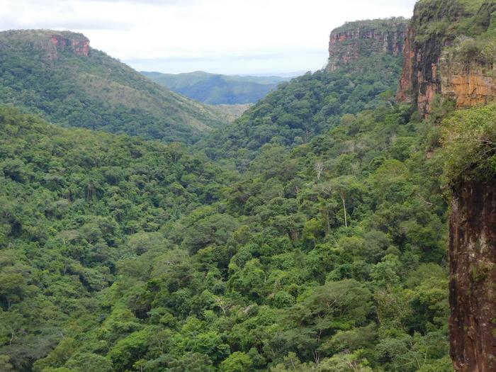 Forest at Chapada de Guimaraes, Brasil