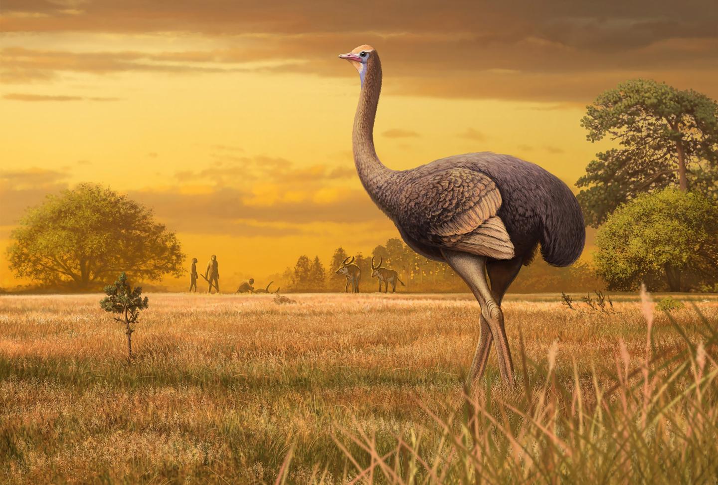 Bird three times larger than ostrich discover | EurekAlert!