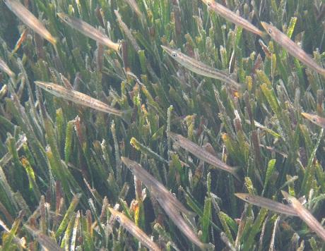 Seagrass