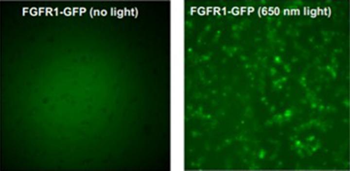 Researchers Wirelessly Hack 'boss' Gene, a Step toward Reprogramming the Human Genome