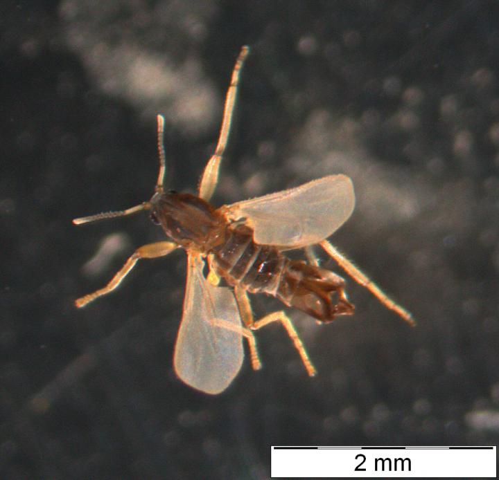 <em>Clunio</em> Male