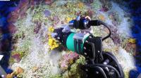 Collecting Deep-sea Marine Sponges