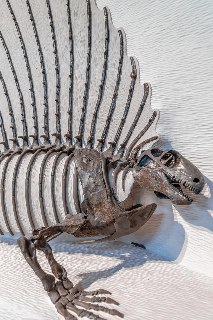 Exhibit Specimen of Edaphosaurus, a Pelycosaur Synapsid, from the Collections at the Museum of Compa