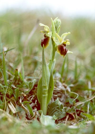 Early Spider Orchid (2 of 2)