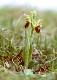 Early Spider Orchid (2 of 2)