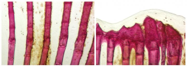 Bone Formation upon Partial Amputation of Zebrafish Tail Fins