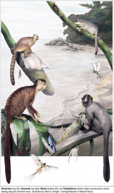 Fossils Suggest Earliest Anthropoids Colonized Africa