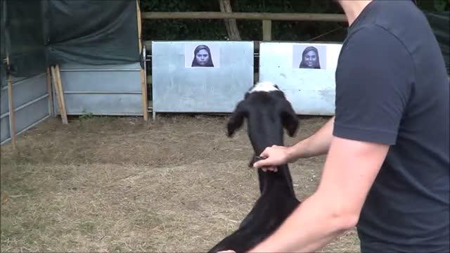 Bernard the Goat Approaches a Positive Face Video
