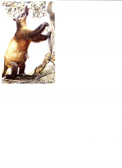 Palorchestes Illustration