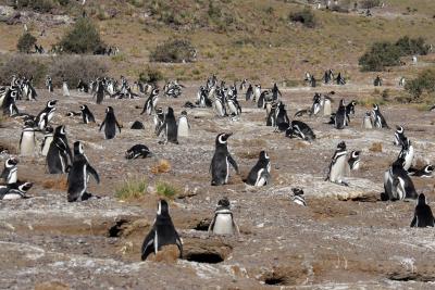 Magellanic Penguin Colony