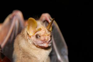 fruit-eating bat