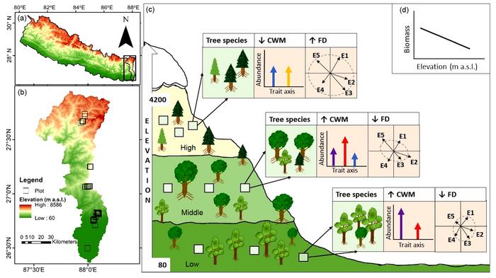 Biomass as a function of the elevation and multi-element traits based functional diversity.