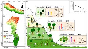 Biomass as a function of the elevation and multi-element traits based functional diversity.