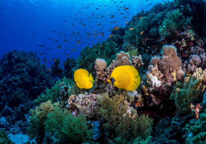 Restoring coral health