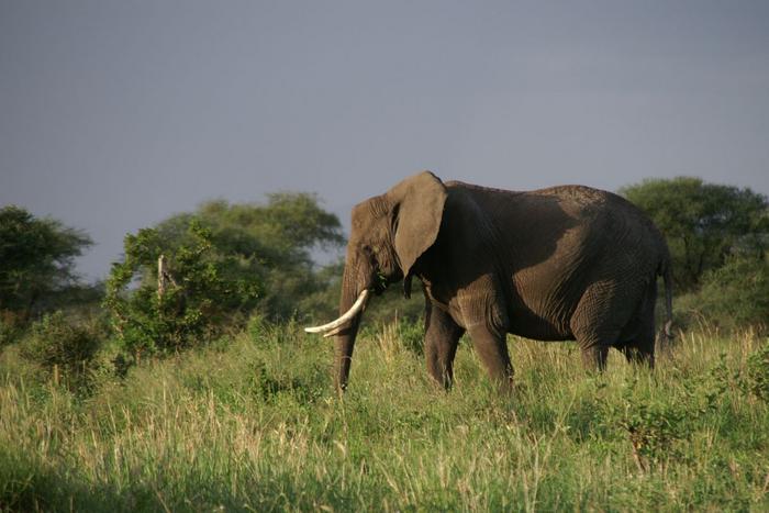 Elephant in Tarangire