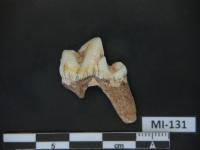 Fossil Tooth of a Canid (Canidae, Possibly Cuon Alpinus)