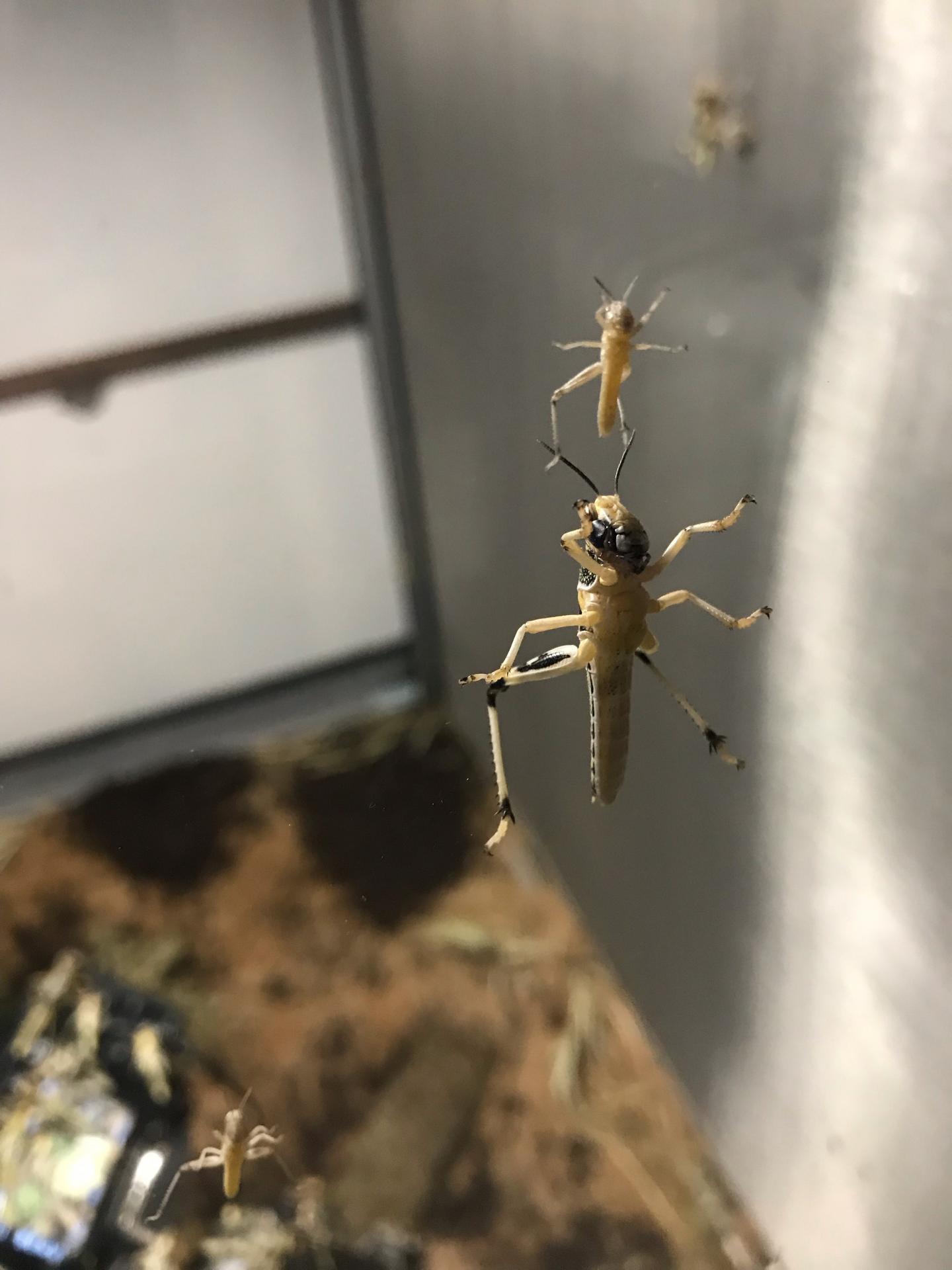 Adult Locust [IMAGE] EurekAlert! Science News Releases