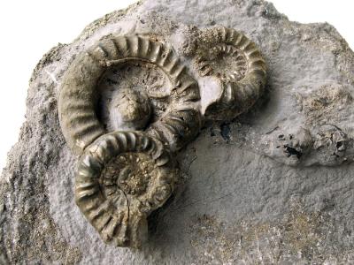 Marcasite-Coated Ammonites
