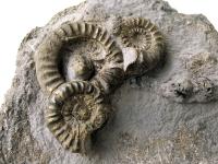 Marcasite-Coated Ammonites