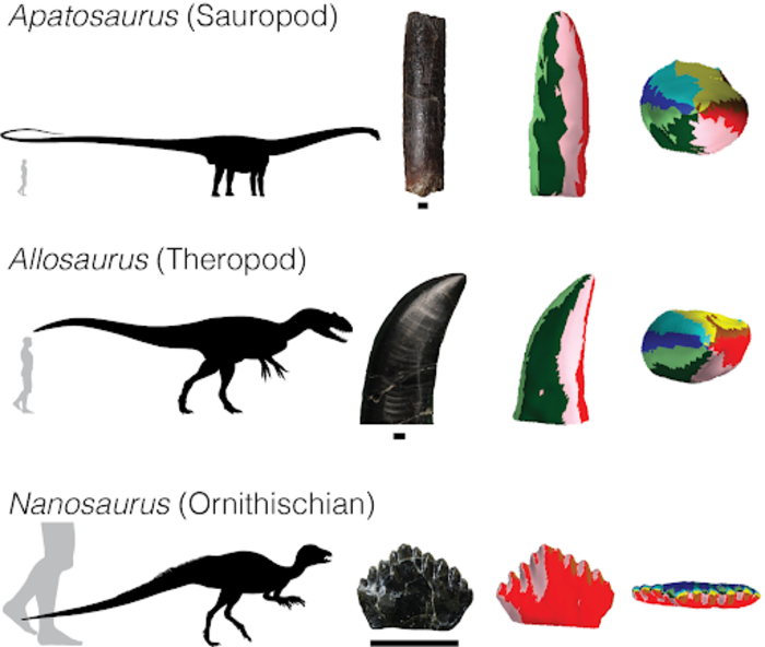 Dinosaur tooth comparison imag [IMAGE] EurekAlert! Science News Releases