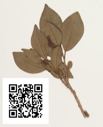 <i>Brunfelsia plowmaniana</i>