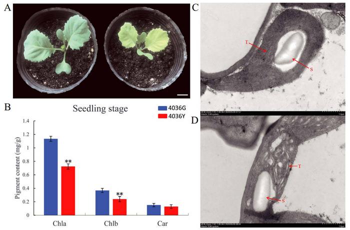 Phenotypic characterization of the BoYgl-2 mutant.