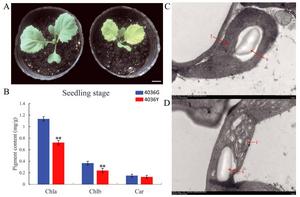 Phenotypic characterization of the BoYgl-2 mutant.