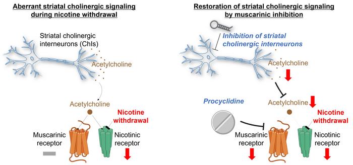 Hypothesis on the Balance of Acetylcholine Signaling during Nicotine Withdrawal