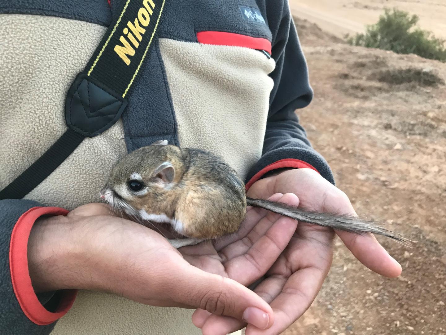 Kangaroo Rat 1
