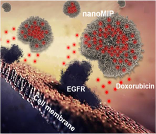 Figure 1. Synthetic Polymer Nanoparticles, or NanoMIPs
