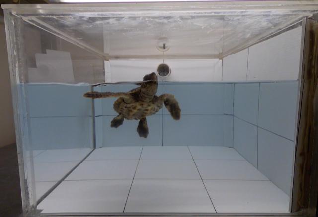 Loggerhead Turtle Sniffing Air