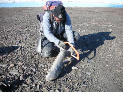 Sea Ice See-Saw in the Arctic (1 of 9)