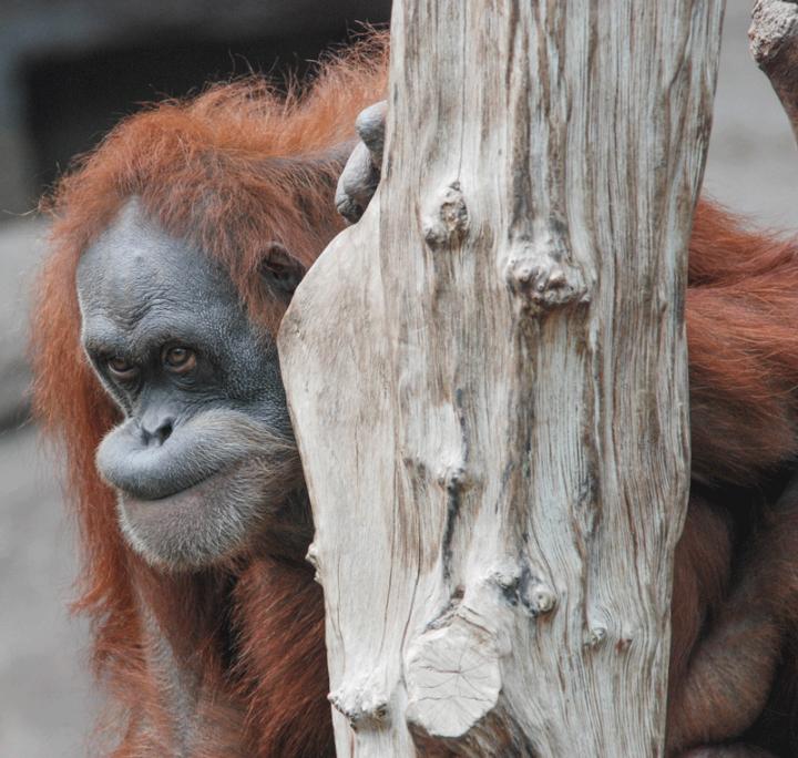 Orangutan Dokana