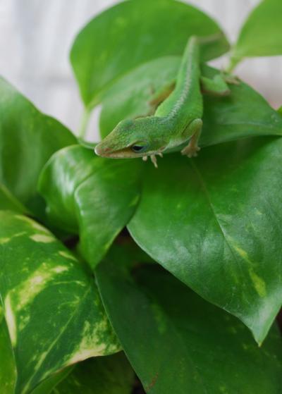 <I>Anolis carolinensis</I>