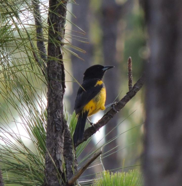 Bahama Oriole
