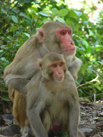 Monkey Couple