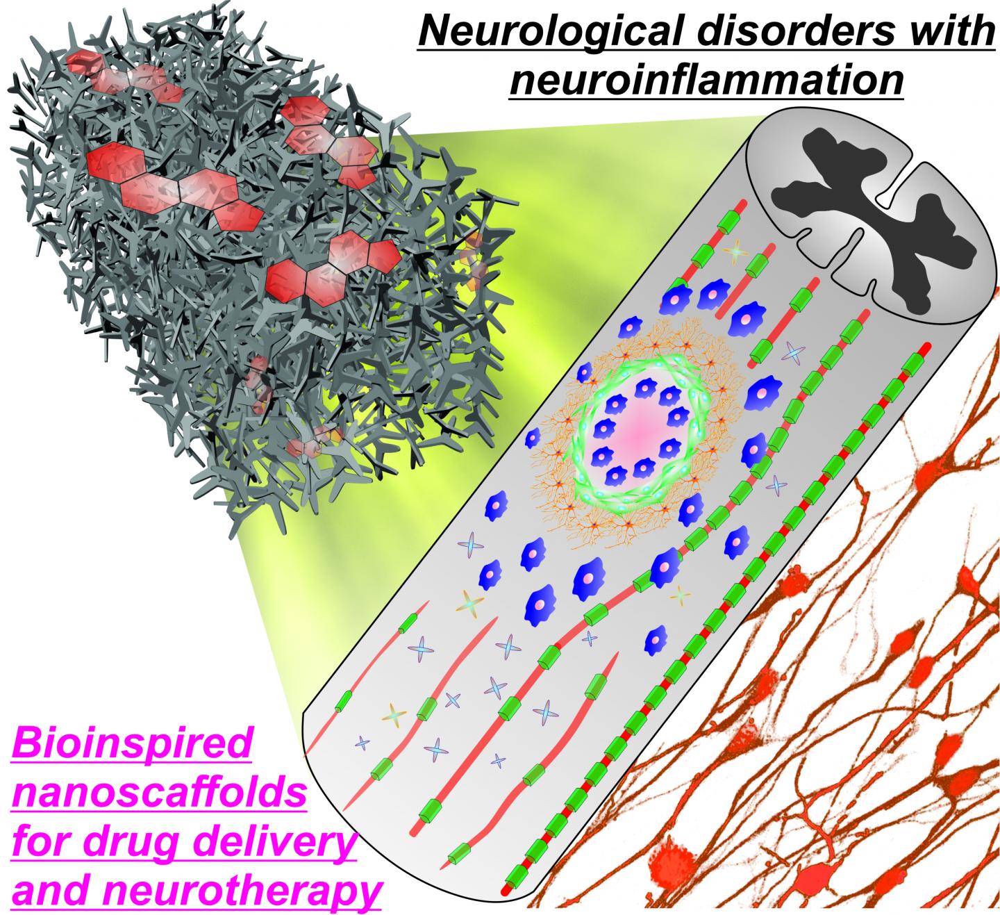 Bioinspired scaffold