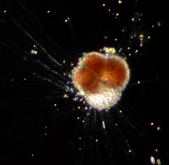 Live Foraminifera in Culture