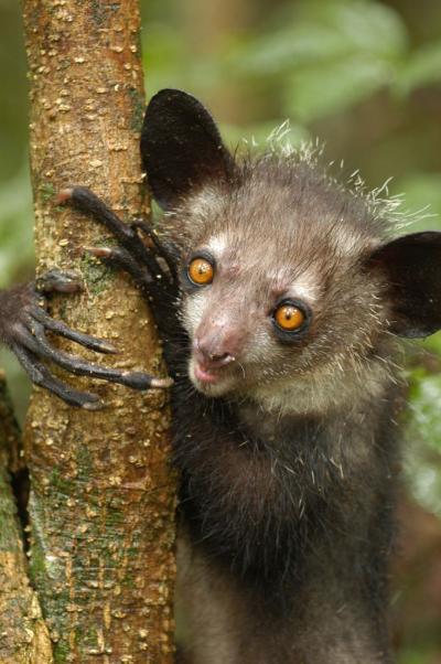 Endangered Lemurs' Complete Genomes are Sequenced and Analyzed for Conservation Efforts (1 of 3)