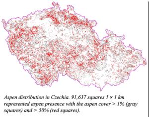 Eurasian Aspen 1